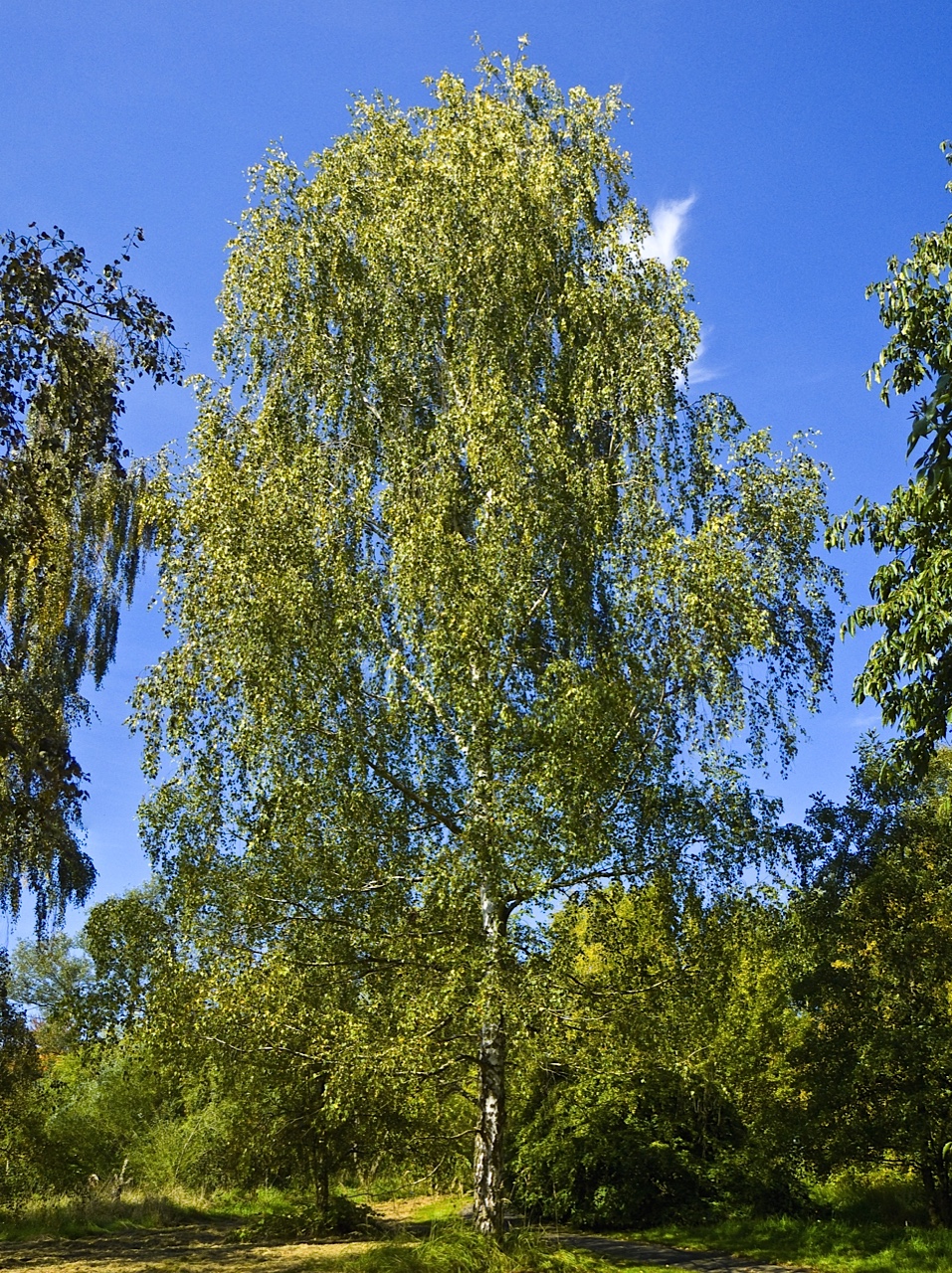 Ruwe Berk Betula Pendula De Kruidenwereld